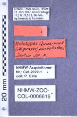 Etiketten zu Quasimus pacholatkoi (Dolin, 2001) (NHMW-ZOO-COL-0006619)